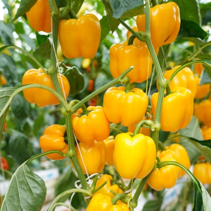 Picture of Capsicum Pepper Yellow Bell F1